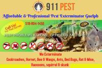 Pest Control Kitchener image 2